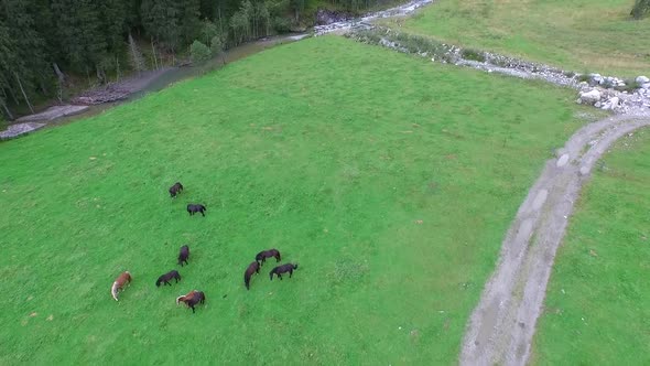 Horses in the Meadow On Sunny Day