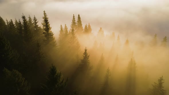 Aerial View of Foggy Evening Over Dark Pine Forest Trees at Bright Sunset alt