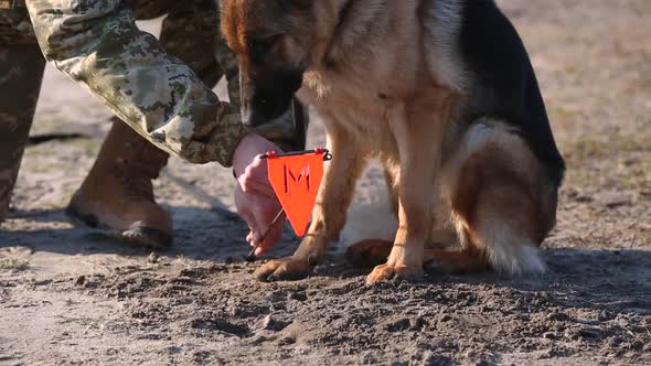 A Trained Dog Is Looking for Mines in the Ground.