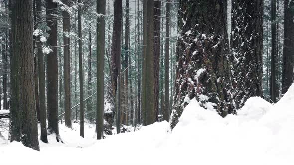 Woodland In Deep Of Winter With Snow Falling alt