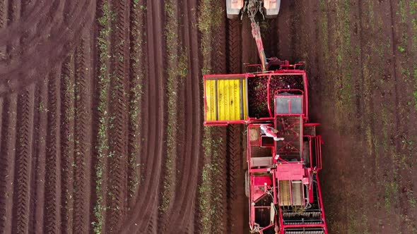 Aerial View of Harvesting Sugar Beets alt