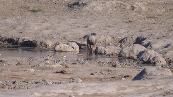Warthog standing in the mud from a waterhole alt