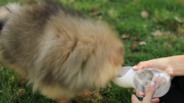 Thirsty Dog Drinking Water From the Plastic Bottle in Owner Hands