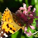Butterfly and Flowers 6 - VideoHive Item for Sale