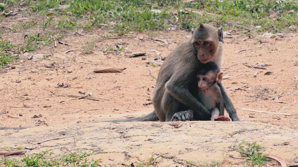 Macaque Monkey Protecting an Infant alt