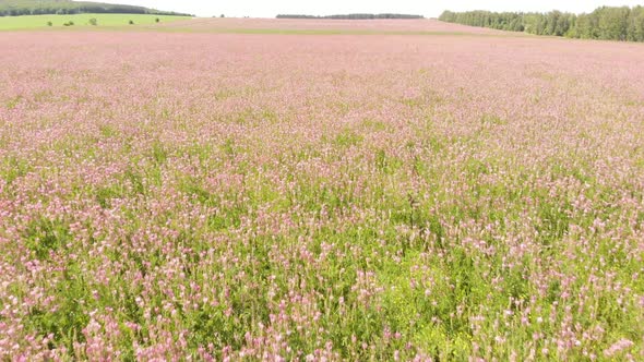 Blooming Buckwheat Field