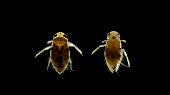 Adult Larva of the Water Bug Notonecta Glauca Under a Microscope alt