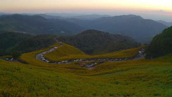 Aerial view of tree Marigold or yellow flowers in national garden park and mountain hills alt