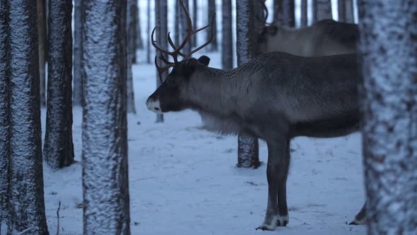 Two Noble Deer Standing and Smelling Around in a Winter Pine Forest in Finland