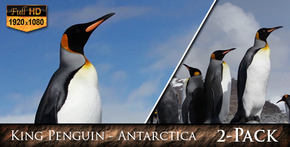 King Penguin Antarctica