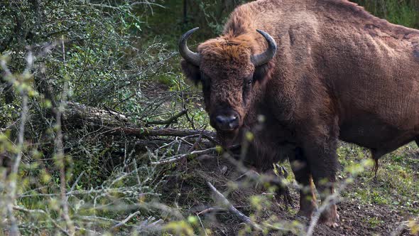 A european bison bonasus bull grazing in a forest, ruminating,Czechia. alt