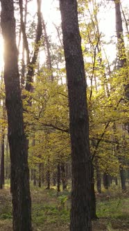 Vertical Video Autumn Forest with Trees By Day alt