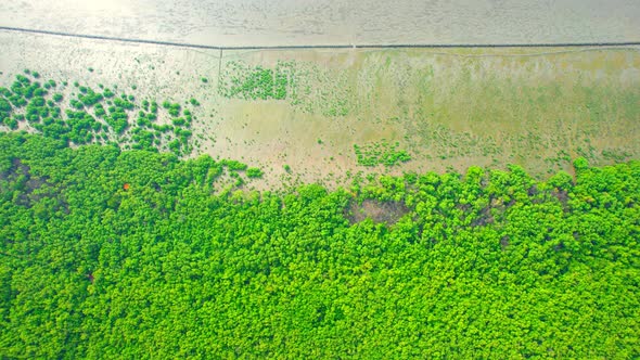 4K : Aerial view over beautiful mangrove forest. mangroves along the coastline alt