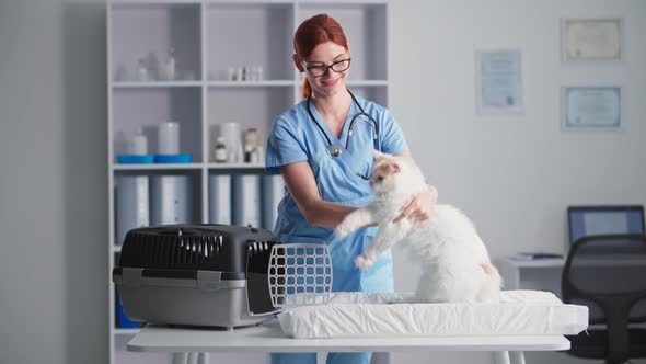Veterinary Clinic Young Female Doctor with a Cat in Her Arms Puts Her in a Carrier Standing Up in alt