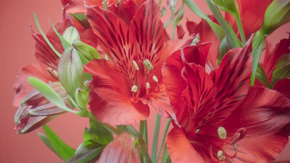Bouquet of Red Alstroemerias with Open Flowers and Buds on a Red Studio Background alt