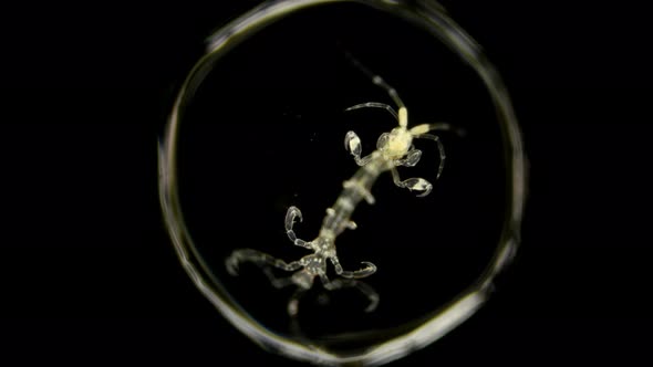 Zooplankton of the Black Sea Under a Microscope. Skeleton Shrimp or Sea Goats, Caprellidae alt