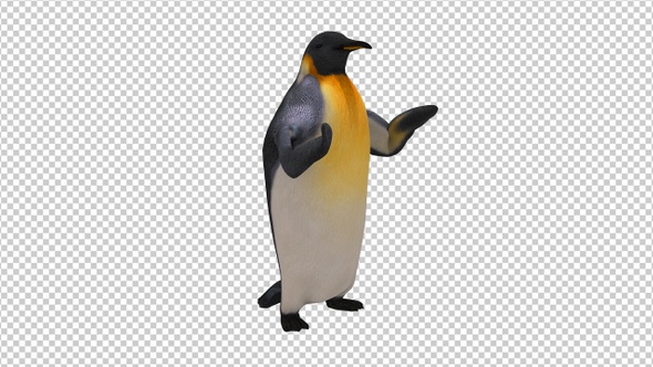 Penguin Clapping Applause