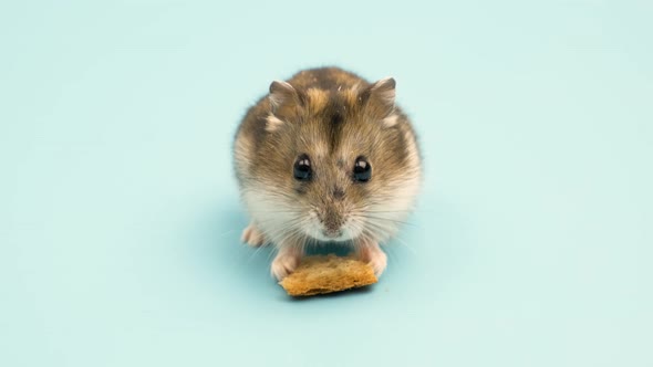 Closeup of a small funny miniature jungar hamster eating bread crums. Fluffy and cute alt
