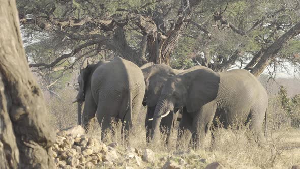 Elephant Herd At a Waterhole
