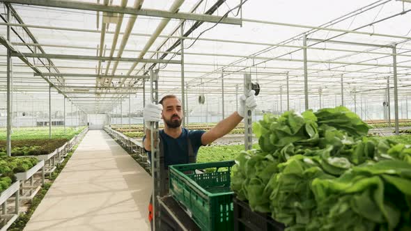Farm Worker Pushing a Cart with Green Salad After Harvest alt
