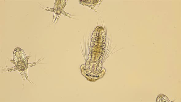 Microscopic Black Sea Plankton and Zooplankton, Larva at the Necochet ...