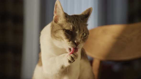 Close Up of a Domestic Cat Washing Up Her Paw on a Golden Hour Sunlight in Slow Motion alt
