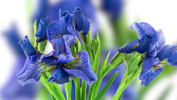 Timelapse of Growing Blue Purple Bouquet of Irises Flower alt
