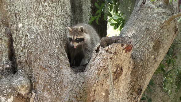Raccoon On A Tree In Florida Park.