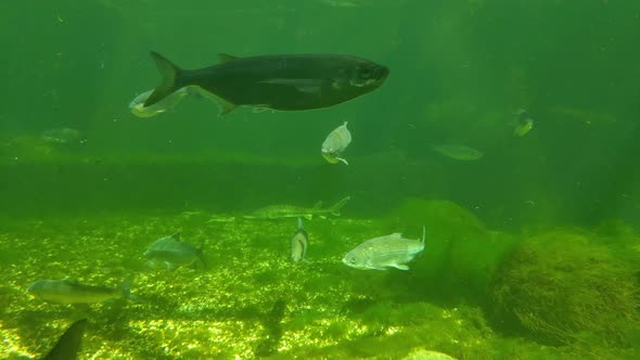 Underwater shooting of swimming fish in a pond. Marine life