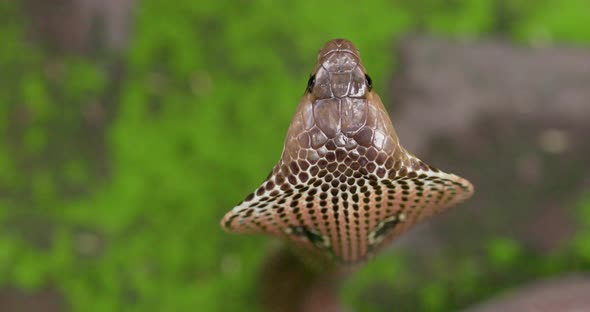 Top side shot of a head of a Indian Spectacled Cobra showing its broad scales and eyes alt
