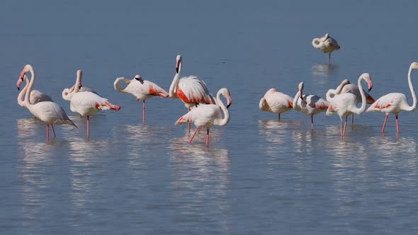 Greater Flamingos - Etosha Pan alt