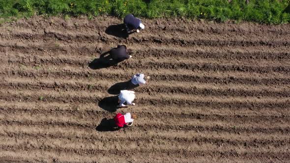 Group of people working in the field, top view. Process of planting potatoes