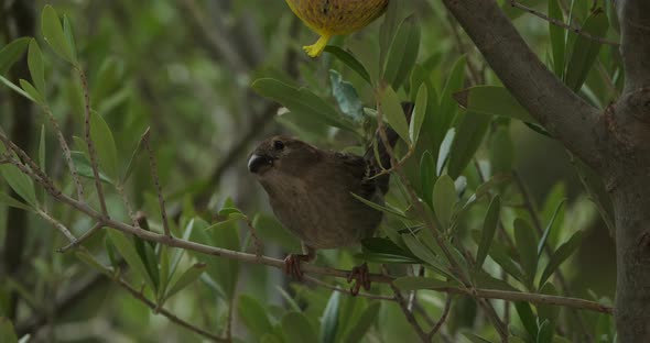 House sparrow eating on a birdfeeder alt