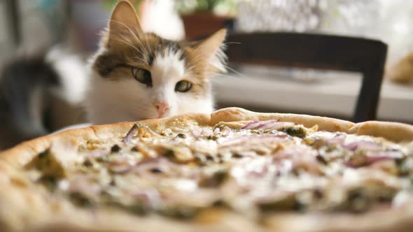 Home Cat Sniffing Fresh Pizza on the Table alt