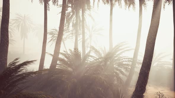 Coconut Palms in Deep Morning Fog alt