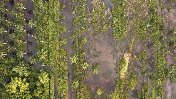 Flooded coconut plantation 