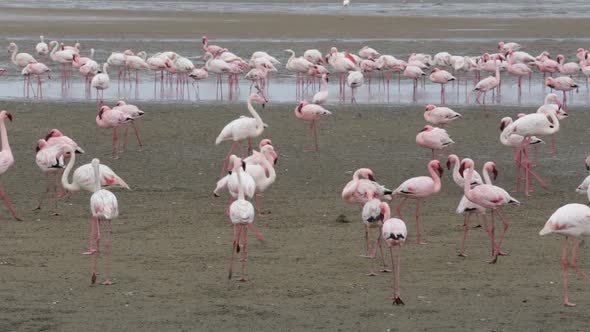 Rosy Flamingo colony in Walvis Bay Namibia alt