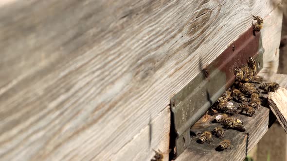 A close-up view of the working bees bringing flower pollen to the hive on its paws alt