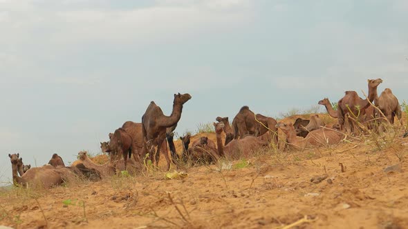 Camels at the Pushkar Fair, Also Called the Pushkar Camel Fair or Locally As Kartik Mela alt