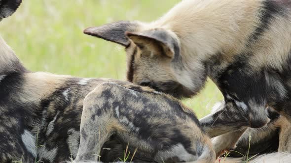Male African Wild Dog sniffs and investigates female laying, close-up alt