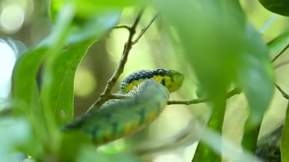 Sri Lankan green pit viper Craspedocephalus trigonocephalus Ceylon pit viper green snake endemic pet alt
