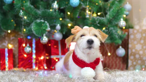 A dog in a red scarf and with antlers lies under the Christmas tree with gifts alt