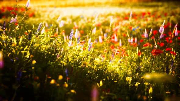 Sunset in the Wild Flower Field alt