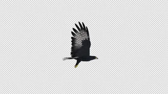 African Eagle - 4K Flying Loop - Right Side View