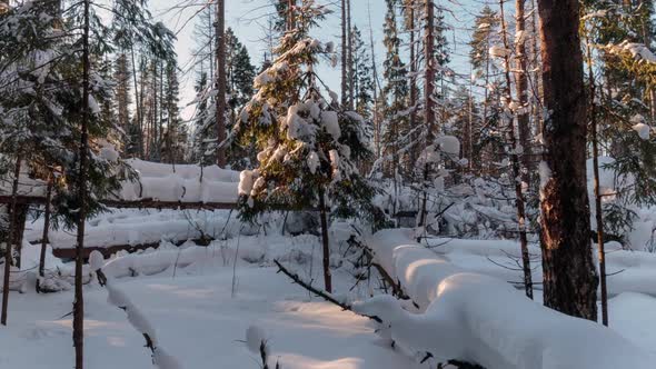 View of a snowy forest with trees covered by snow at sunset.