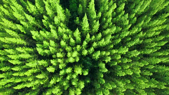 Drone flying over a beautiful pine tree alt