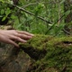 Hand Touching A Tree - VideoHive Item for Sale