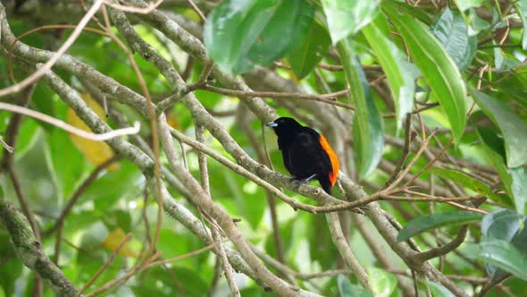 Passerini's Tanager Male Bird in the Rain Forest