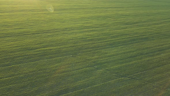 Aerial View of Green Wheat Field Drone Flying Over Plump Green Wheat alt