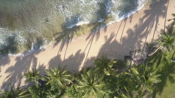 Ocean Waves with Foam Roll on Sand with Green Palm Trees alt